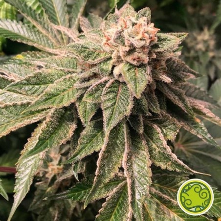 Key Lime Pie x Do-Si-Dos planta de marihuana Key Lime Pie x Do-Si-Dos planta de marihuana