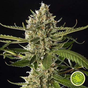Lemon OG Candy femm. di Philosopher Seeds.