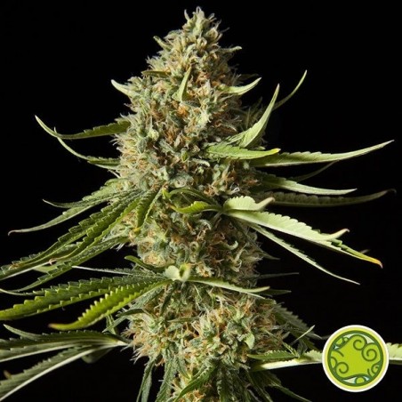 Amnesika 2.0 planta de marihuana Amnesika 2.0 planta de marihuana