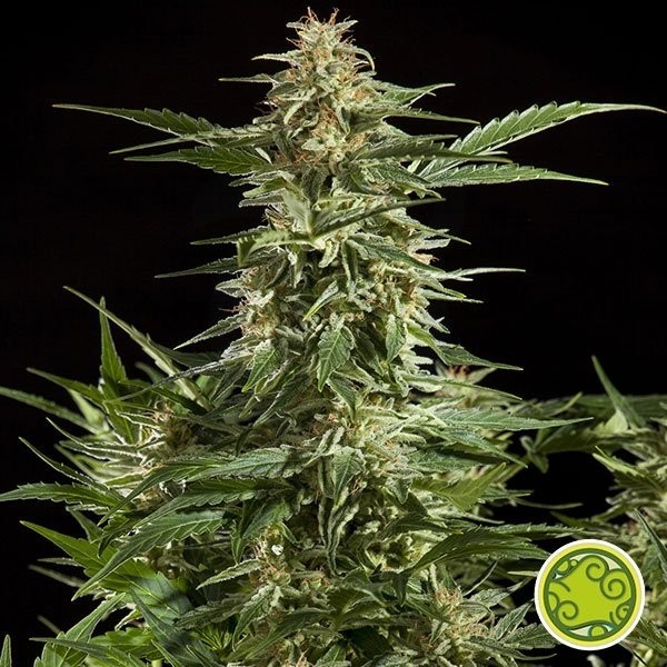 Planta de maconha Lemon Auto CBD