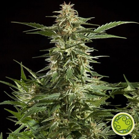 Planta de maconha Lemon Auto CBD Planta de maconha Lemon Auto CBD