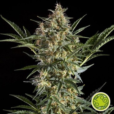 Sleepy Yoda Auto de Philosopher Seeds - Grow Barato