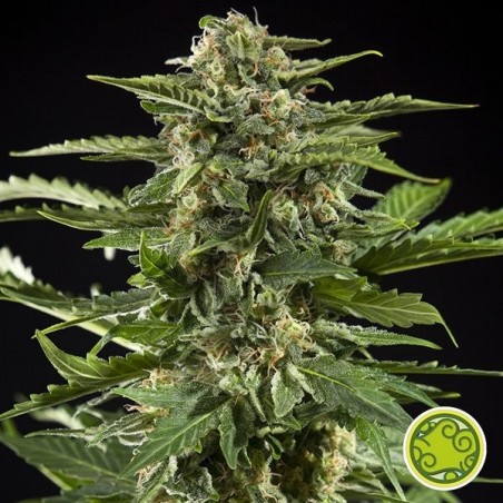 Cheesy Auto planta de marihuana Cheesy Auto planta de marihuana