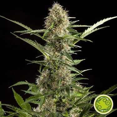 Yoda branca Auto planta de maconha