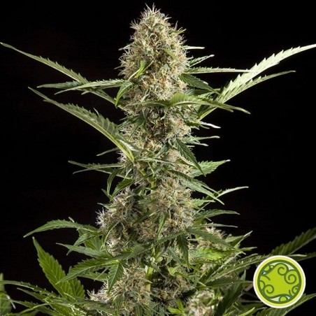 White Yoda Auto planta de marihuana White Yoda Auto planta de marihuana
