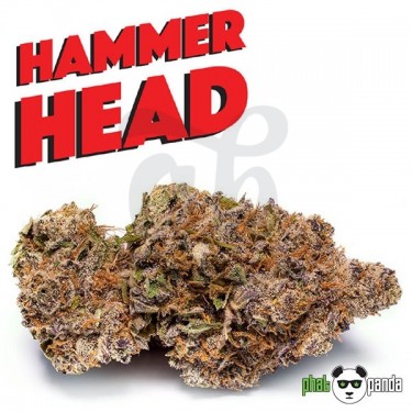 Hammerhead de Phat Panda. Semilla Feminizada - Grow Barato