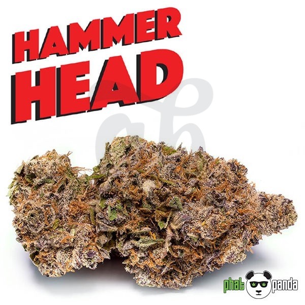 Hammerhead de Phat Panda. Semilla Feminizada - Grow Barato