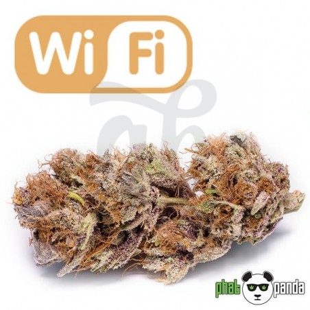 Wi Fi de Phat Panda. Variedad Feminizada - Grow Barato Wi Fi de Phat Panda. Variedad Feminizada - Grow Barato