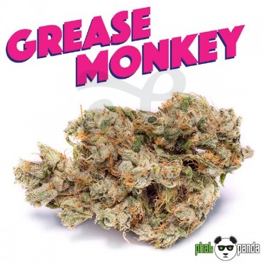 Grease Monkey de Phat Panda. Cepa Feminizada - Grow Barato