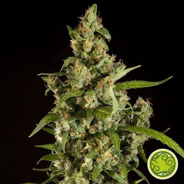 Blueberry BX jamaicano por sementes de filosófico - crescer Barato