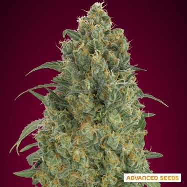 Auto Strawberry Gum de Advanced Seeds - Grow Barato