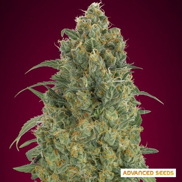 Auto Strawberry Gum de Advanced Seeds - Grow Barato