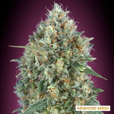 Auto Gelato #33 Semilla autofloreciente - Grow Barato