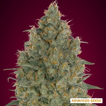 Strawberry Gum Feminizada de Advanced Seeds - Grow Barato