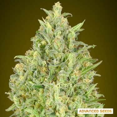 Auto Pineapple Glue de Advanced Seeds - GB