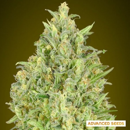 Auto abacaxi Glue de Advanced Seeds - GB Auto abacaxi Glue de Advanced Seeds - GB