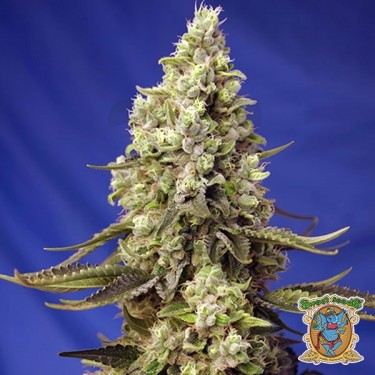 Runtz XL Auto Sweet Seeds Autofloreciente - Grow Barato