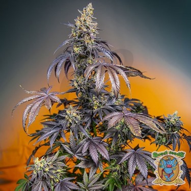 Red Gorilla Girl XL Auto de Sweet Seeds - Grow Barato