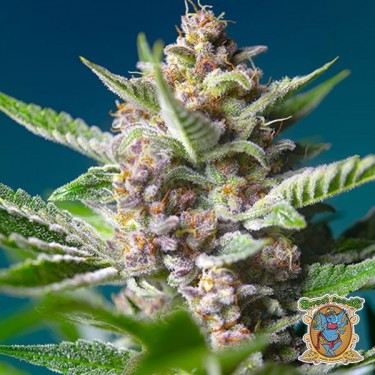 Purple Punch OG de Sweet Seeds - Grow Barato