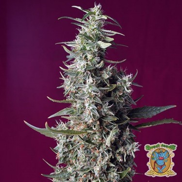 Sweet Cherry Pie de Sweet Seeds Feminizada - Grow Barato