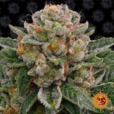 Comprar Skywalker OG Auto Barney’s Farm - GB