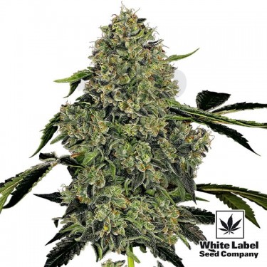 OG Kush Automatic White Label Autofloreciente - Grow Barato