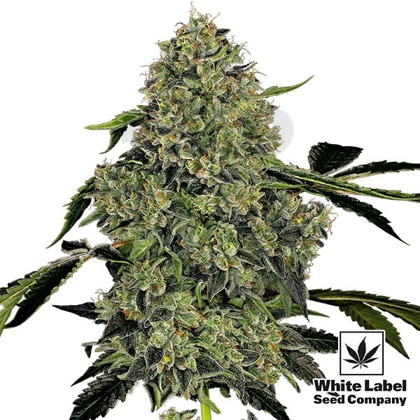 OG Kush Automatic Marijuana Plant