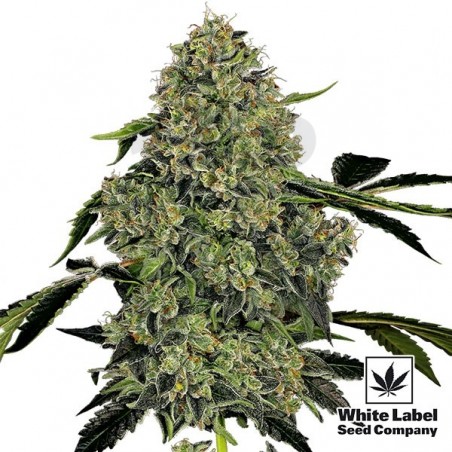 OG Kush Automatic White Label Autofloreciente - Grow Barato