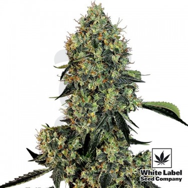 OG Kush White Label Semilla feminizada - Grow Barato