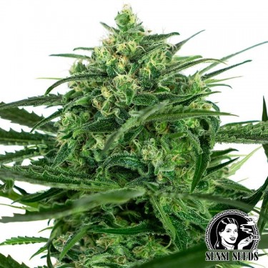 Sensi Amnesia Feminizadas Sensi Seeds - Grow Barato