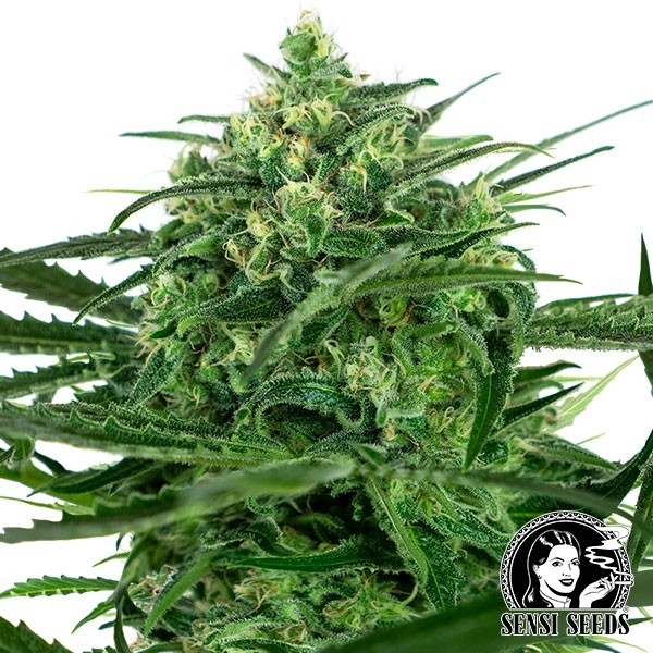 Sensi Amnesia Feminizadas Sensi Seeds - Grow Barato