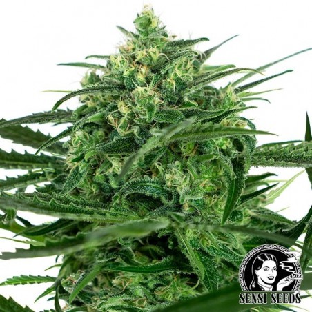 Sensi Amnesia Feminizadas Sensi Seeds - Grow Barato Sensi Amnesia Feminizadas Sensi Seeds - Grow Barato