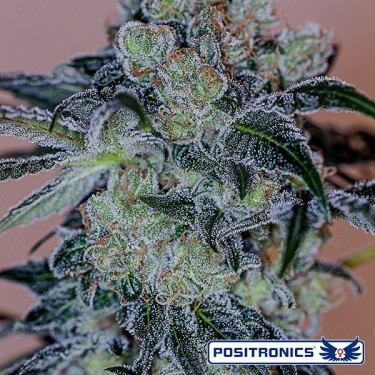 Comprar Crazy Lazy de Positronics Seeds - Grow Barato