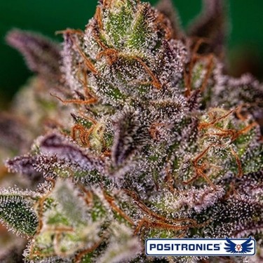Comprar Purple Cherry de Positronics - Grow Barato