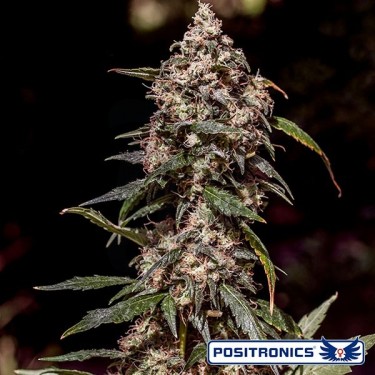 Comprar CBD+ 1:20 del banco Positronics - Grow Barato