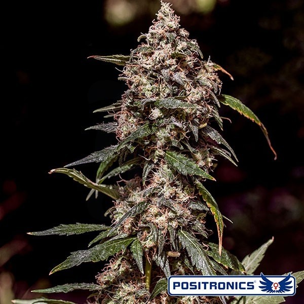 Comprar CBD+ 1:20 del banco Positronics - Grow Barato