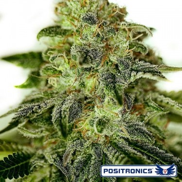 Glory OG planta de marihuana