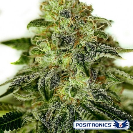 Glory OG Marijuana Plant Glory OG Marijuana Plant