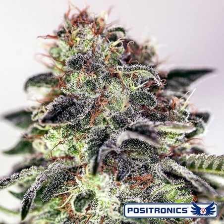 Sticky Dream planta de marihuana Sticky Dream planta de marihuana
