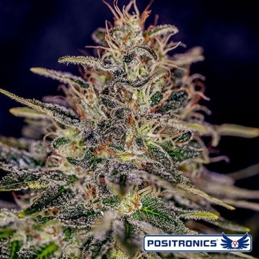 Lemon Trip planta de marihuana