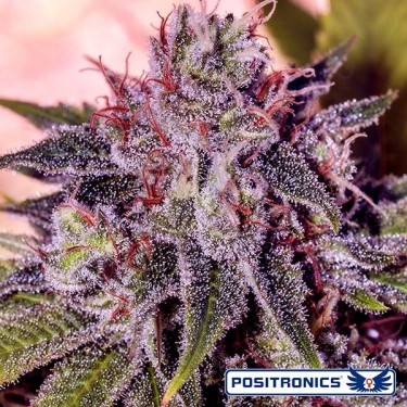 Gordo Master Kush planta de marihuana