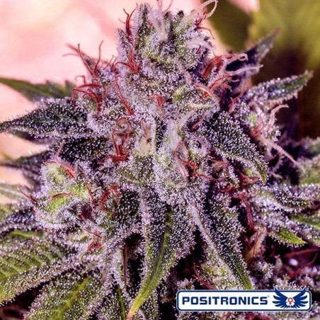 Gordo Master Kush planta de marihuana Gordo Master Kush planta de marihuana