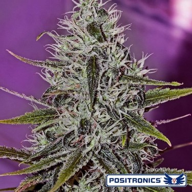 One Love Haze planta de marihuana
