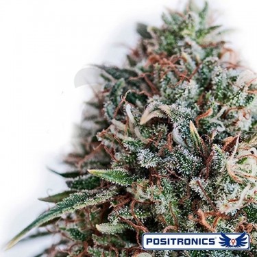 CBD + Critical 47 de Positronics feminizada - Grow Barato