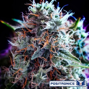 CBD+ Black Widow planta de marihuana