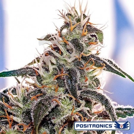 Claustrum planta de marihuana Claustrum planta de marihuana