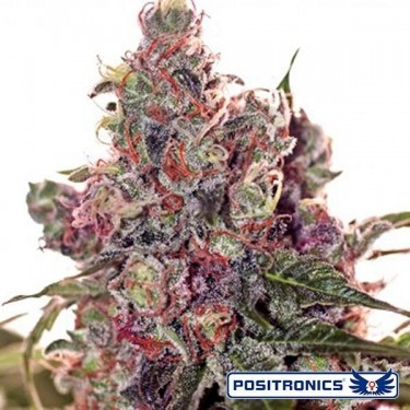 Grapefruit de Positronics feminizada - Grow Barato
