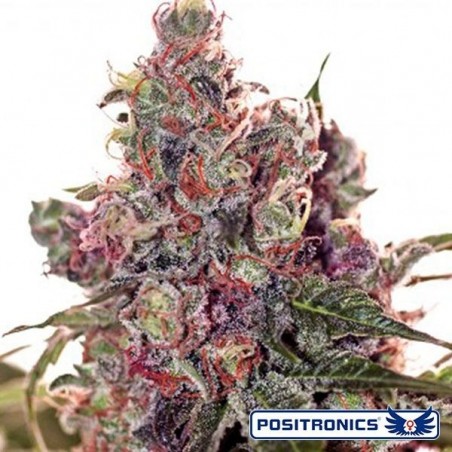 Grapefruit de Positronics feminizada - Grow Barato Grapefruit de Positronics feminizada - Grow Barato