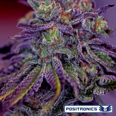 Blue Rhino de Positronics feminizada - Grow Barato