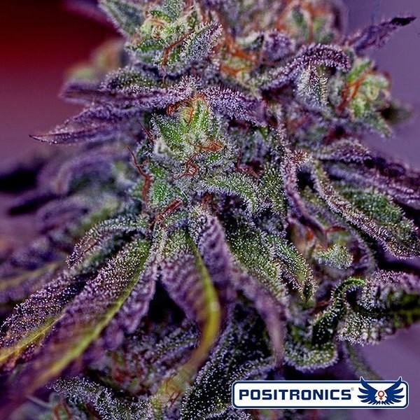 Blue Rhino marijuana plant